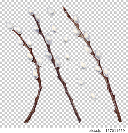 Set of blooming brown willow branches with fluffy white buds isolated on a white background. Watercolor illustration for spring and religious design, church websites, newsletters, and greeting cards Set of blooming brown willow branches with fluffy white buds isolated on a white background. Watercolor illustration for spring and religious design, church websites, newsletters, and greeting cards 137011659