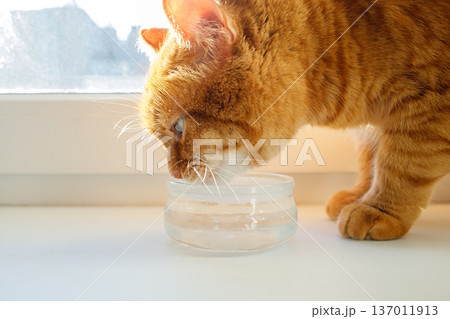 Domestic adult orange cat drinking water from glass bowl close up. Pets nutrition, water balance, prevention of urinary stone disease, pets health. Domestic adult orange cat drinking water from glass bowl close up. Pets nutrition, water balance, prevention of urinary stone disease, pets health. 137011913