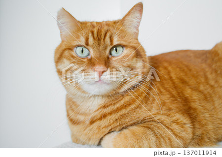 Cute domestic orange cat close up with white background Cute domestic orange cat close up with white background 137011914