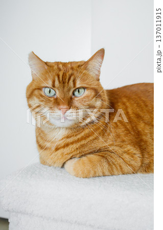 Cute domestic orange cat close up with white background 137011915