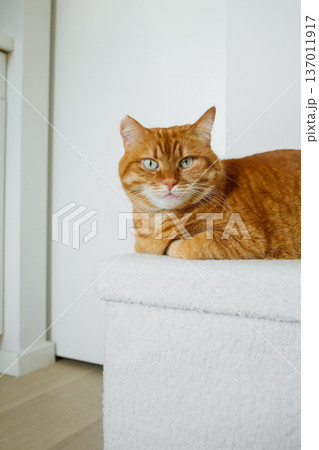 Adult orange cat sitting on white pouf at minimalistic white interior at home and looking at camera. 137011917