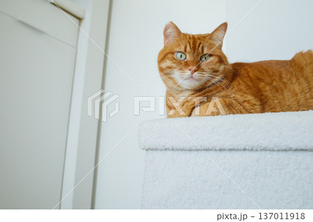 Adult orange cat sitting on white pouf at minimalistic white interior at home and looking at camera. 137011918