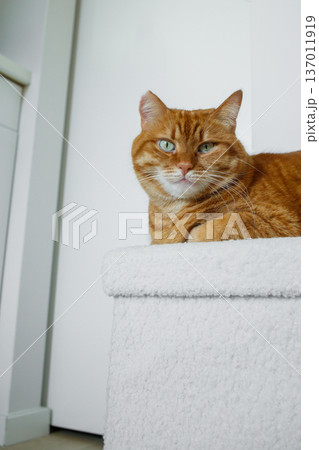 Adult orange cat sitting on white pouf at minimalistic white interior at home and looking at camera. 137011919