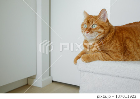 Adult orange cat sitting on white pouf at minimalistic white interior at home 137011922