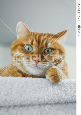 Adult ginger cat sitting on white pouf at home and looking at camera. Cute domestic orange cat face close up. 137011923