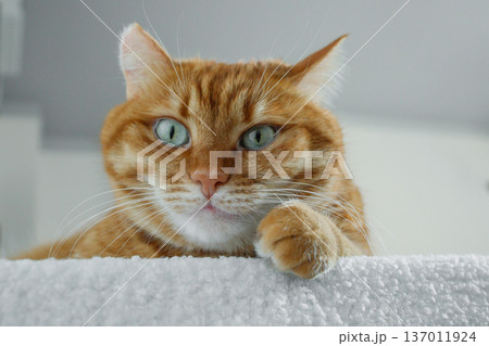 Cute domestic orange cat face close up. Adult ginger cat sitting on white pouf at home and looking at camera. 137011924