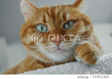 Adult ginger cat sitting on white pouf at home and looking at camera. Cute domestic orange cat face close up. Adult ginger cat sitting on white pouf at home and looking at camera. Cute domestic orange cat face close up. 137011925