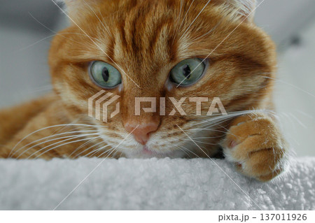 Cute domestic orange cat face close up.Adult ginger cat lying on white pouf at home. 137011926