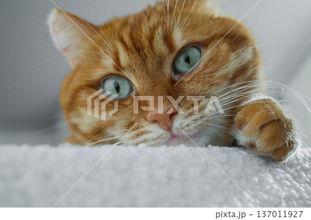 Cute domestic orange cat face close up. Adult ginger cat sitting on white pouf at home and looking at camera. Keeping pets at home, pets adoption. 137011927