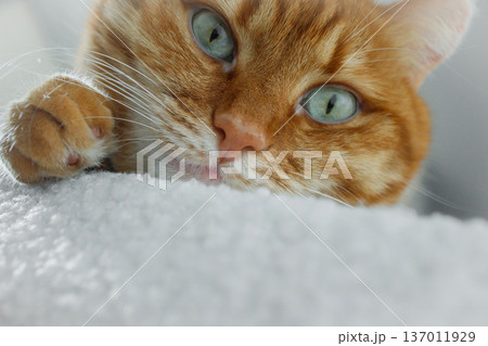 Cute domestic orange cat face close up. Adult ginger cat sitting on white pouf at home and looking at camera. Keeping pets at home, pets adoption. 137011929