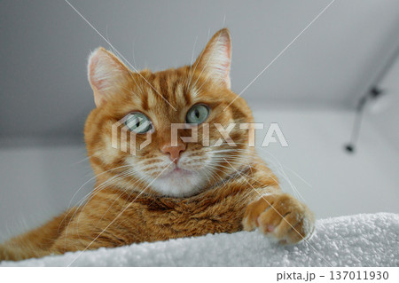 Cute domestic orange cat face close up. Adult ginger cat sitting on white pouf at home and looking at camera. 137011930