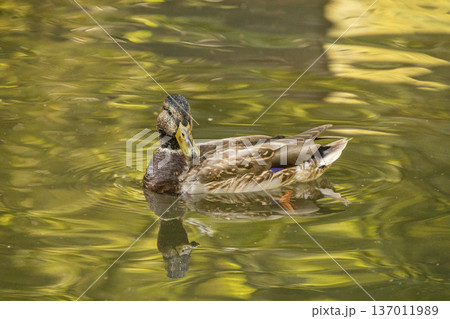 A female mallard duck glides peacefully across the surface of a lake. The water is filled with beautiful yellow and green reflections from the surrounding autumn trees. 137011989