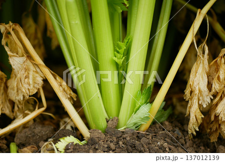 Farm celery detail Apium graveolens bio garden Dulce group organic healthy plant fresh green plant and dried leaves and stalk leftover organic domestic compost cultivated winter and early spring Farm celery detail Apium graveolens bio garden Dulce group organic healthy plant fresh green plant and dried leaves and stalk leftover organic domestic compost cultivated winter and early spring 137012139