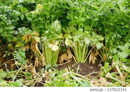 Farm celery Apium graveolens bio garden Dulce group organic healthy plant fresh green plant and dried leaves and stalk leftover organic domestic compost cultivated winter and early spring vegetables Farm celery Apium graveolens bio garden Dulce group organic healthy plant fresh green plant and dried leaves and stalk leftover organic domestic compost cultivated winter and early spring vegetables 137012141