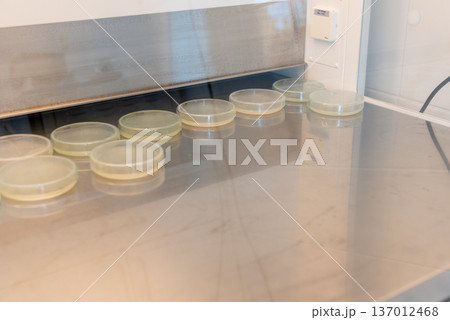 Petri dishes with culture media for microbiological testing in laboratory Petri dishes with culture media for microbiological testing in laboratory 137012468