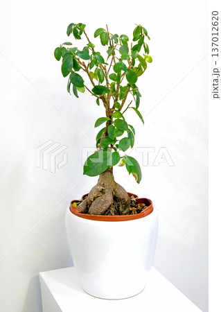 Green plant inside flowerpot Green plant inside flowerpot 137012620