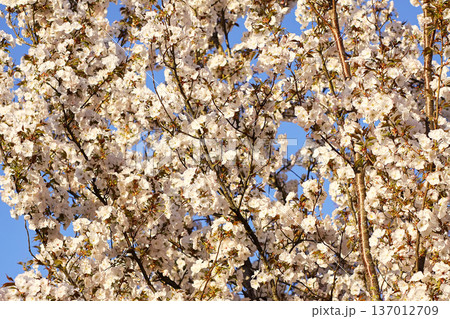 White flowers on tree branches. Delicate beauty and spring freshness. 137012709