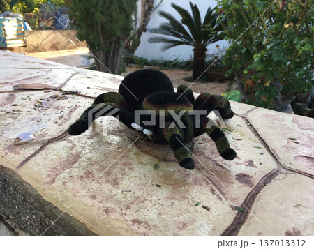 Plush spider toy on stone terrace in garden. Childhood imagination, play and decorative detail concept Plush spider toy on stone terrace in garden. Childhood imagination, play and decorative detail concept 137013312