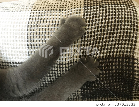 Gray cat paws with claws on a checkered fabric. Tension, instinct, and tactile expression of animal behavior. Gray cat paws with claws on a checkered fabric. Tension, instinct, and tactile expression of animal behavior. 137013333