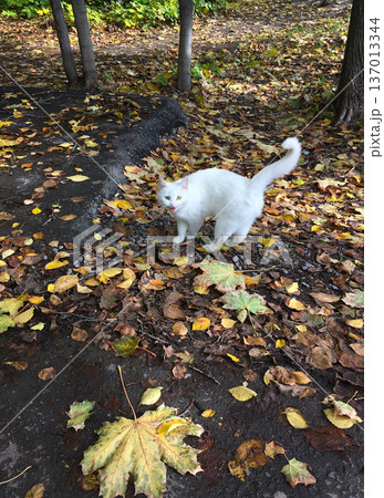 White cat standing on fallen leaves in park. Curiosity, independence and urban animal life concept White cat standing on fallen leaves in park. Curiosity, independence and urban animal life concept 137013344