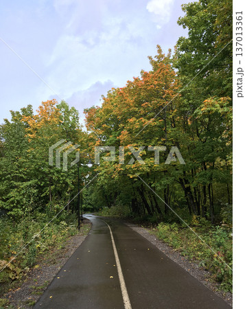 Wet asphalt road through forest after rain. Journey, solitude and reflection in nature concept 137013361