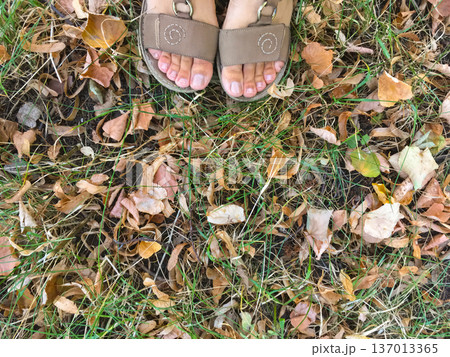 Feet in sandals standing on grass covered with fallen leaves. Autumn transition, season change and connection with nature concept Feet in sandals standing on grass covered with fallen leaves. Autumn transition, season change and connection with nature concept 137013365