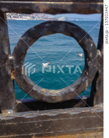 Seagulls on water framed through metal fence circle. Urban nature coexistence, freedom and perspective concept. Seagulls on water framed through metal fence circle. Urban nature coexistence, freedom and perspective concept. 137013447