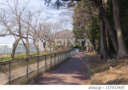 埼玉県川口市見沼代用水東縁2026年2月 137013485