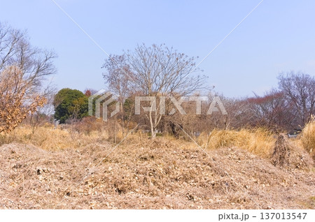 埼玉県川口市見沼自然の家周辺2026年2月 埼玉県川口市見沼自然の家周辺2026年2月 137013547