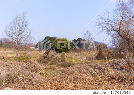 埼玉県川口市見沼自然の家周辺2026年2月 137013548