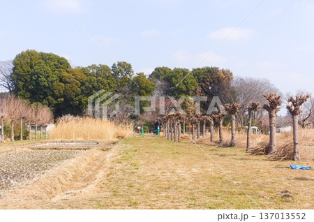 埼玉県川口市見沼自然の家周辺2026年2月 埼玉県川口市見沼自然の家周辺2026年2月 137013552
