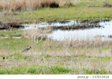 Male northern lapwing with its long black crest 137013616