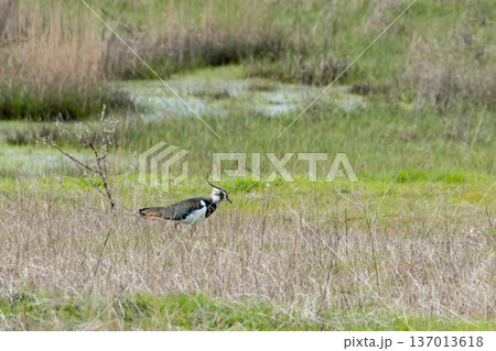 Male northern lapwing, vanellus vanellus, is also known as peewit, pewit or green plover 137013618