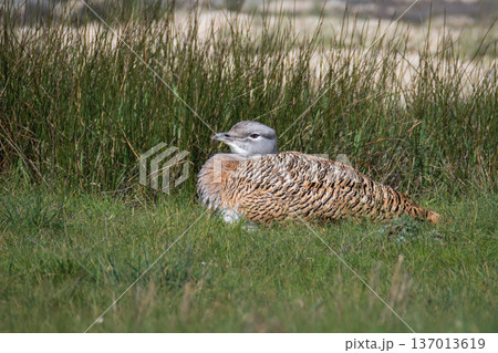 Great bustard, beautiful terrestrial wild bird Great bustard, beautiful terrestrial wild bird 137013619