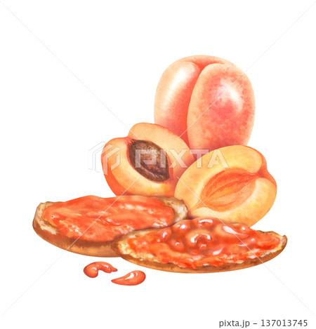 Watercolor illustration of ripe apricot fruit with toasted bread with apricot jam. Botanical composition isolated on white background for food packaging design, jam label, branding, farmers market 137013745