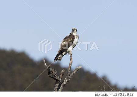 川辺の木にとまるミサゴ 137013912
