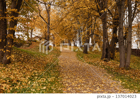 Autumn park pathway with yellow trees, fallen leaves and grass under cloudy sky Autumn park pathway with yellow trees, fallen leaves and grass under cloudy sky 137014023