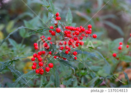 Close-up of ripe red berries in raindrops on a Nandina domestica bush, selective focus. Close-up of ripe red berries in raindrops on a Nandina domestica bush, selective focus. 137014813
