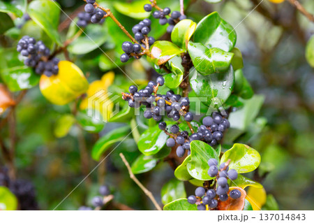 Winter Foliage of the Evergreen Wax Leaf or Japanese Privet Shrub (Ligustrum japonicum 'Rotundifolium') in a Garden 137014843