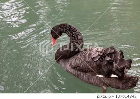 The male black swan has black-gray plumage all over its body, dark red eyes, a red beak with a white stripe, a black tip of the beak, legs and feet, while the female is exactly the same as the male 137014845