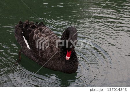The male black swan has black-gray plumage all over its body, dark red eyes, a red beak with a white stripe, a black tip of the beak, legs and feet, while the female is exactly the same as the male The male black swan has black-gray plumage all over its body, dark red eyes, a red beak with a white stripe, a black tip of the beak, legs and feet, while the female is exactly the same as the male 137014848