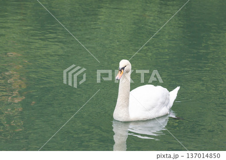 Beautiful Male Swan lounging in the pond 137014850