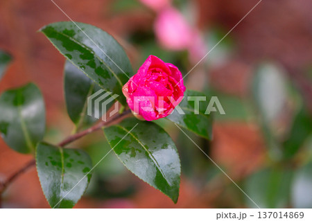 Pink Camellia Flower with Raindrops in Natural Garden 137014869