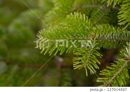 Close-up of blooming tree branch of Nordmann fir or Abies nordmanniana with fresh female cones inflorescence among green needles outdoors at spring day. Natural background, macro shot, shallow focus. 137014897