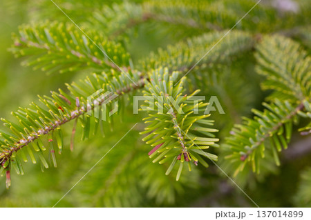 Close-up of blooming tree branch of Nordmann fir or Abies nordmanniana with fresh female cones inflorescence among green needles outdoors at spring day. Natural background, macro shot, shallow focus. 137014899