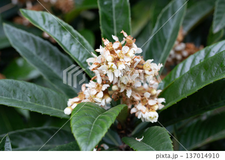 Blooming Japanese medlar (Eriobotrya Japonica) on blurred background. Selective focus. Huge beautiful green leaves around yellow inflorescences. Close-up 137014910