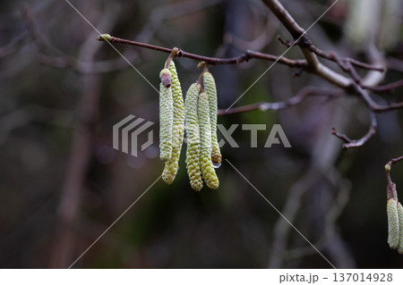 Corylus americana- the American hazelnut 1 or American hazel, 2 is a species of deciduous shrub in the genus Corylus, Catkins hanging on a tree branch in early spring, Corylus Avellana Contorta Tree 137014928