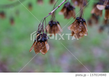 Autumn. Ripe seeds on a maple tree branch. Autumn. Ripe seeds on a maple tree branch. 137014940