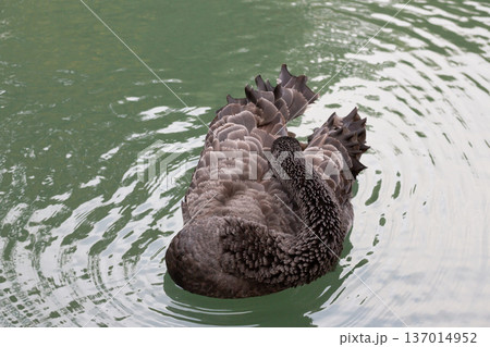Sleeping Black Swan on Tranquil Lake Sleeping Black Swan on Tranquil Lake 137014952