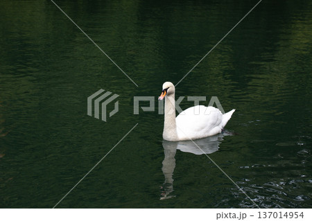 Beautiful Male Swan lounging in the pond Beautiful Male Swan lounging in the pond 137014954